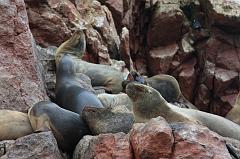 1214-Isole Ballestas,19 luglio 2013